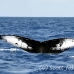 whale_humpback_h_00039_dom2055.jpg
